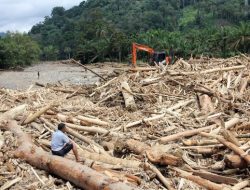 Kayu Raksasa Bertanda Nomor Terbawa Banjir Sumatera, Dugaan Perusakan Hutan Menguat